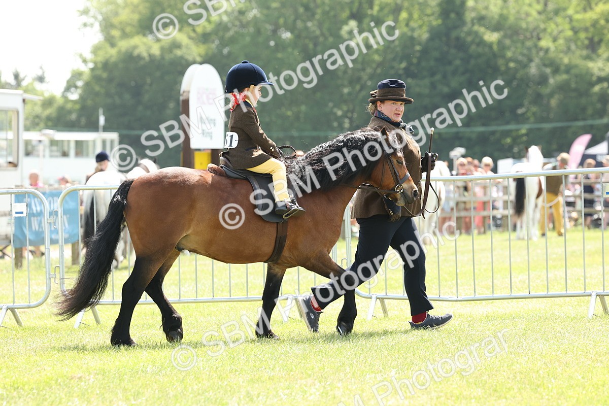 SBM_05184 - Class 24-25 - Mountain & Moorland In Hand Lead Rein and First Ridden