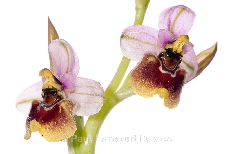  - WB: Orchids - Ophrys