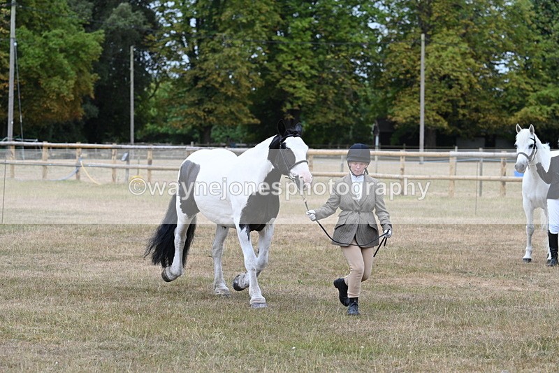 WJ7_9949 - Class 5a Most Handsome Gelding (above 14.2hh)