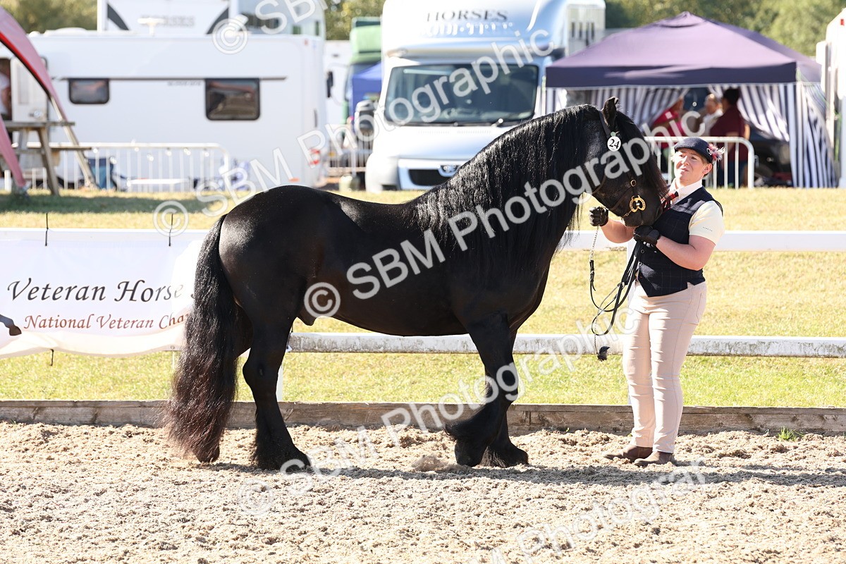 SBM_12881 - Class 206 - IH Non Show Type Pony