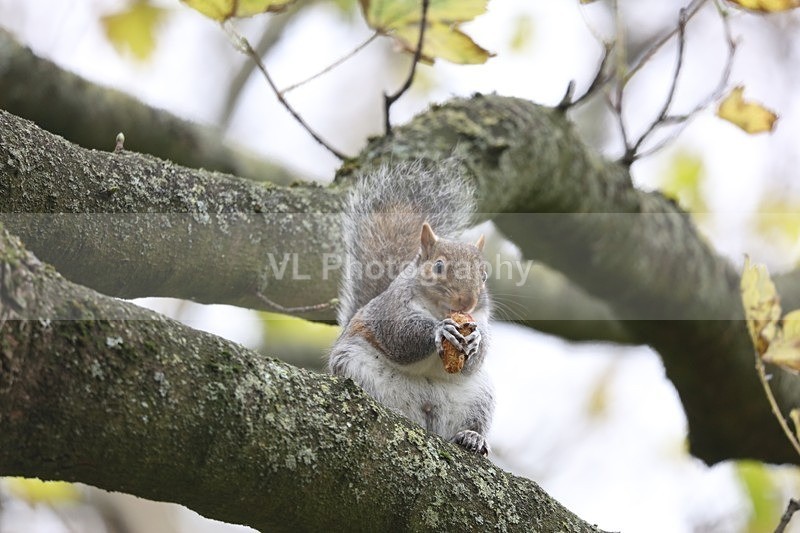 Squirrel - Animals and Birds