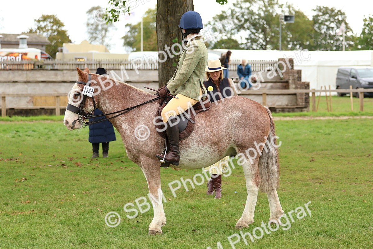 SBM_67532 - S60 - Mini Show Cob Ridden