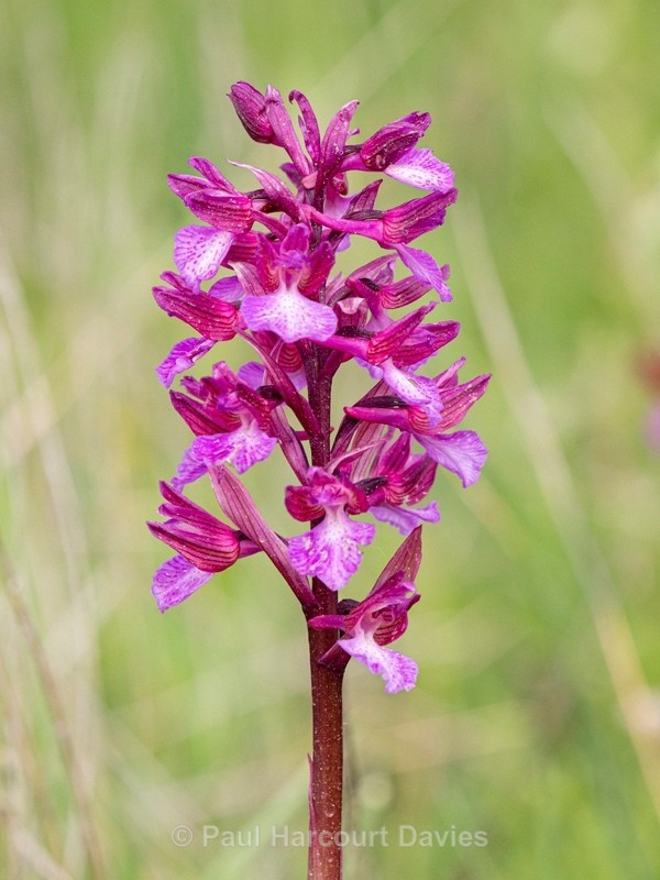 Anacamptis x gennarii (Hybrid between Green-winged and pink butterfly orchids Anacamptis morio x A. papilionacea = A.x gennarii - Gargano - Wild Orchids