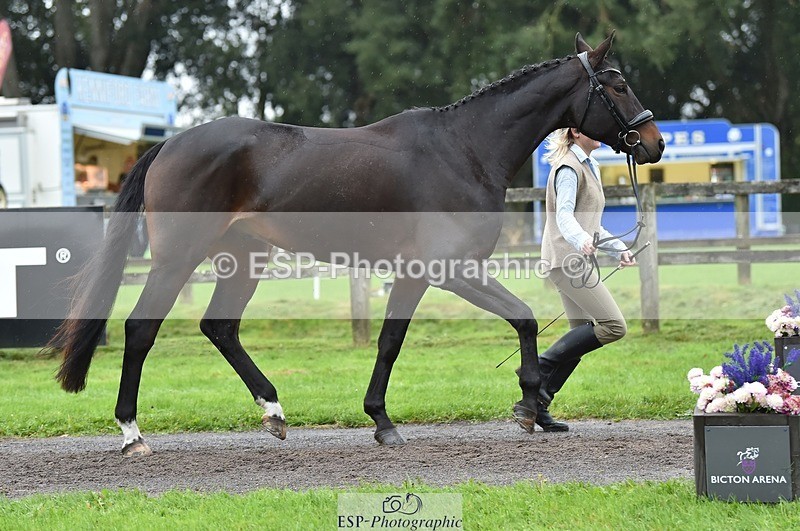 231018-124238-00469 - 047-FIREBALL.III-Oda.Christine.Lippestad-TrotUp