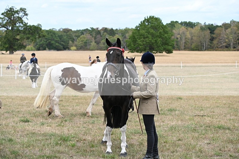 WJ6_5743 - Class 18 In-hand Coloured