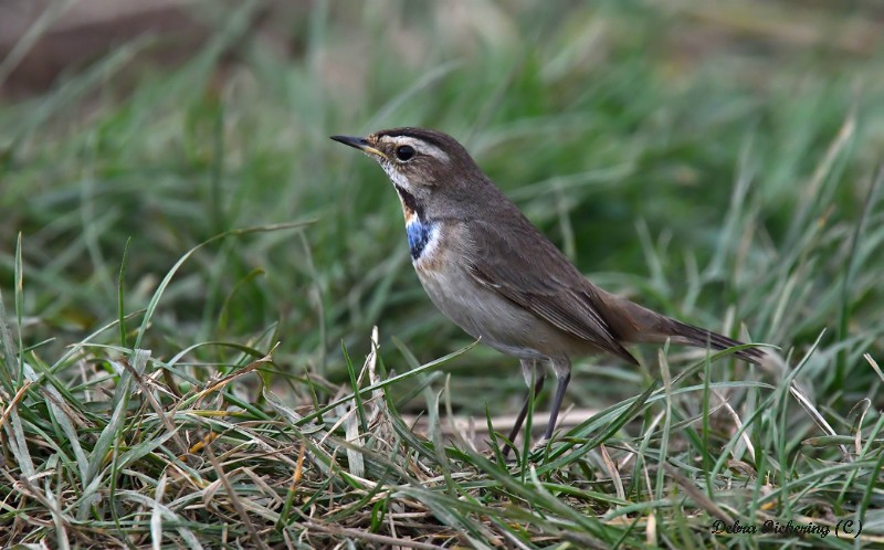Bluethroat - Birds