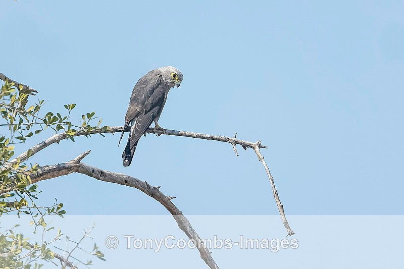 Dickinson's Kestrel - Botswana ~ Birds