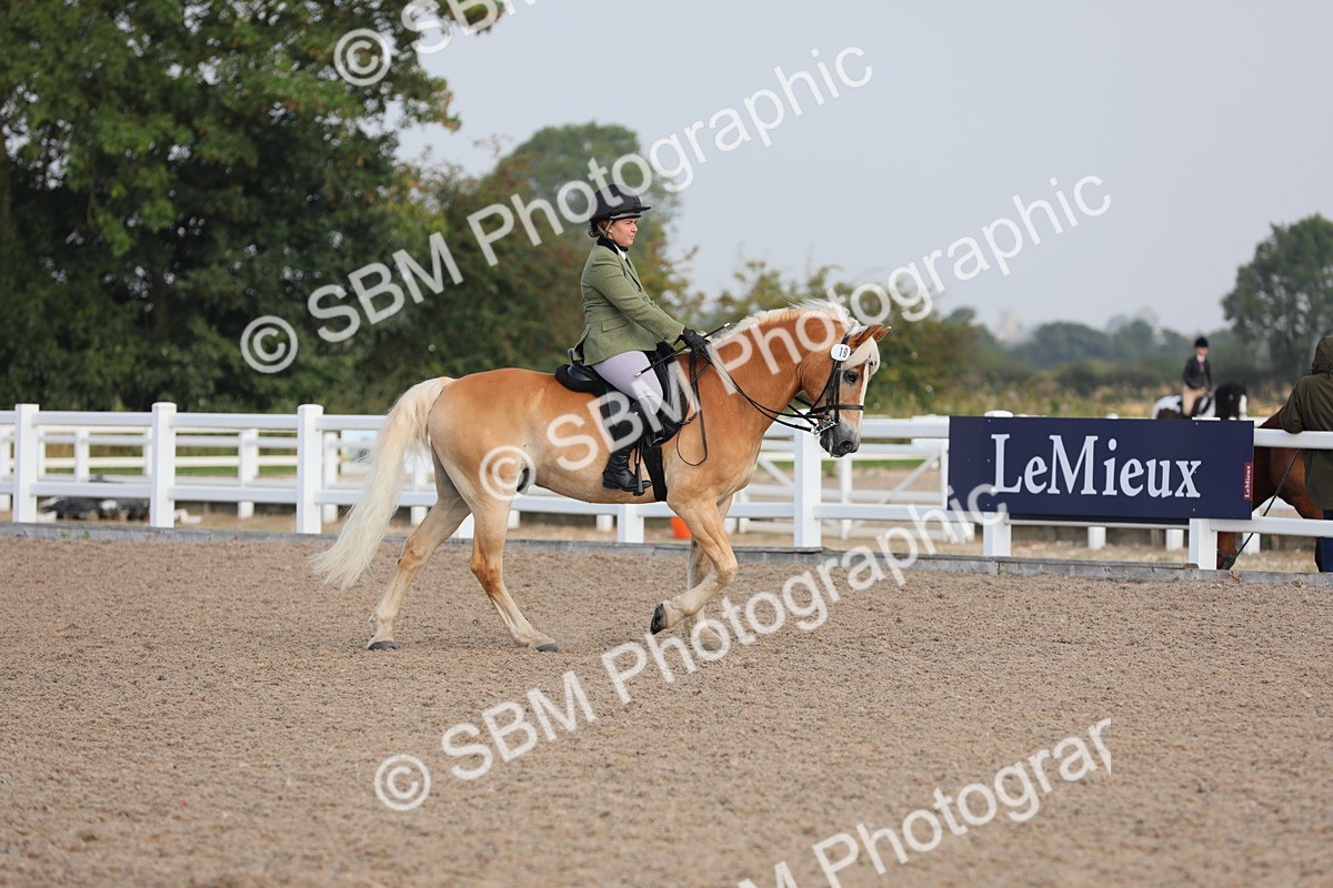 SBM_10646 - Class 303 Ridden Pure Bred Horse/Pony (excl M&M)