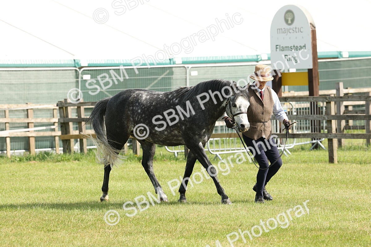SBM_00724 - Class 6-13 - Mountatin and Moorland In Hand Welsh Breeds