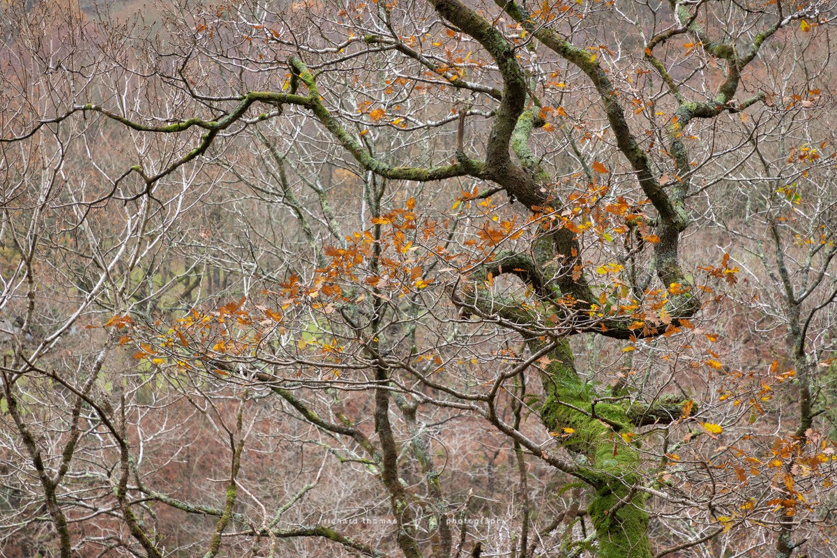 Twisted Welsh Oak - Woodland