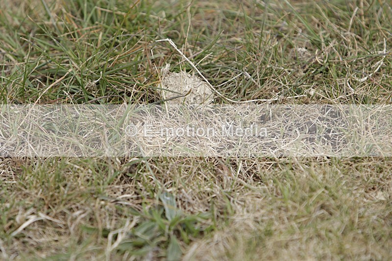 BVHT 140517 I-569 - Class 1 SJ Intermediate 14/05/17