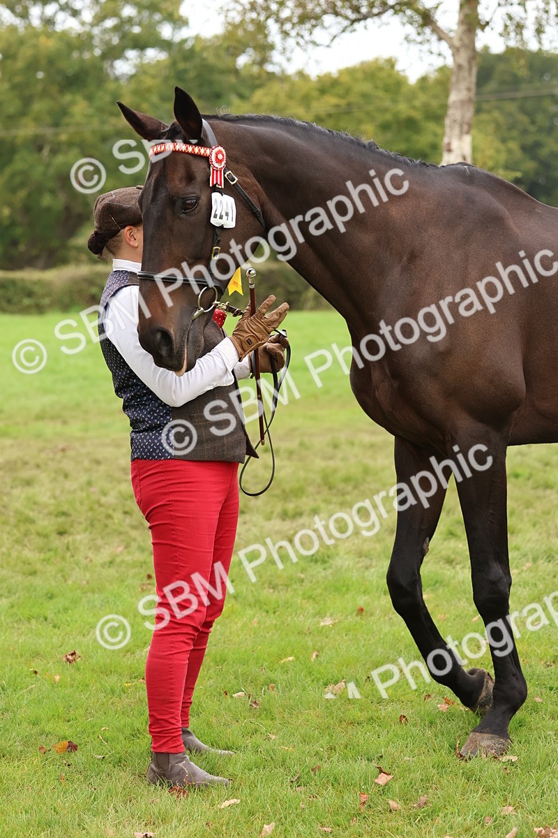 SBM_60005 - S36 - Rehabiliated Rescue Horse & Pony In Hand & Ridden