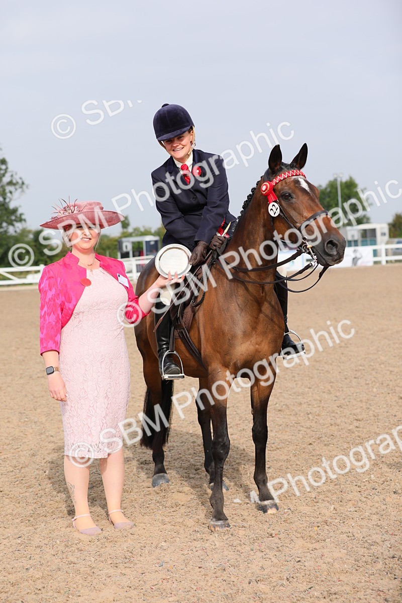 SBM_10724 - Class 303 Ridden Pure Bred Horse/Pony (excl M&M)