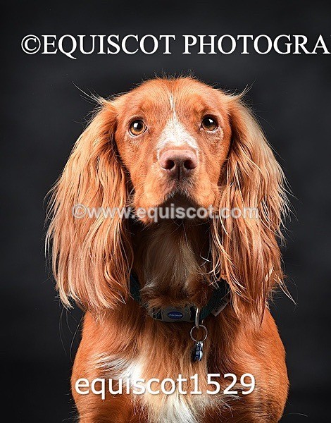 equiscot1529 - COOPER