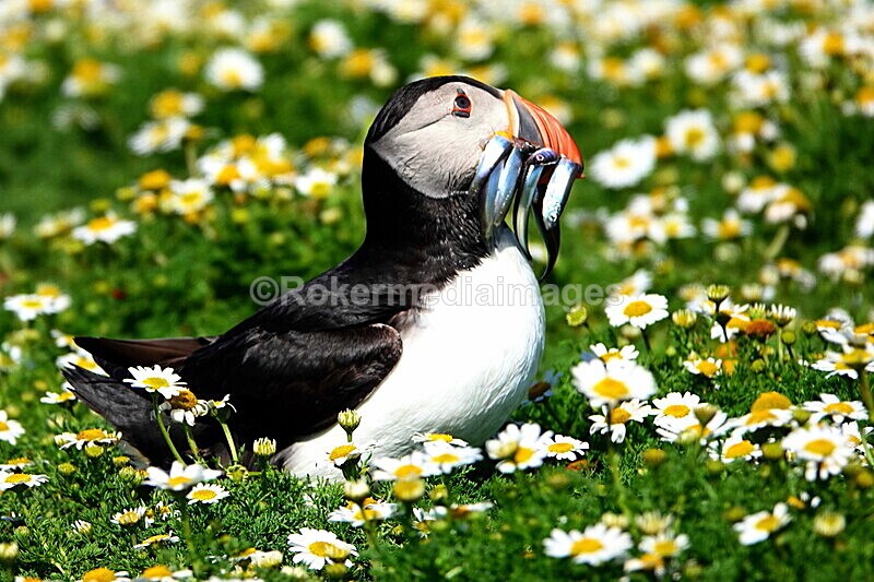 DSC00366 - Skomer 2019