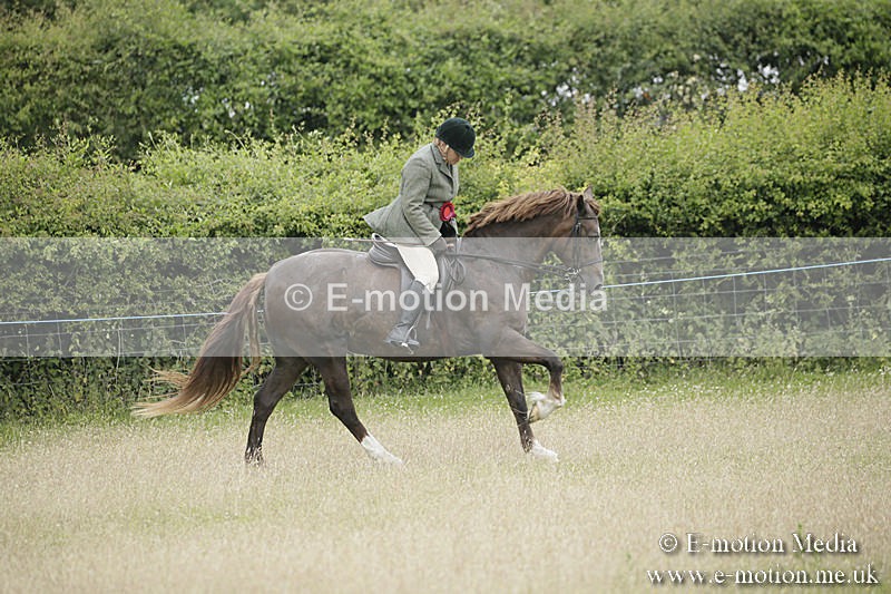 B230619-0985 - Bourne Valley Riding Club Summer Show 23/06/19