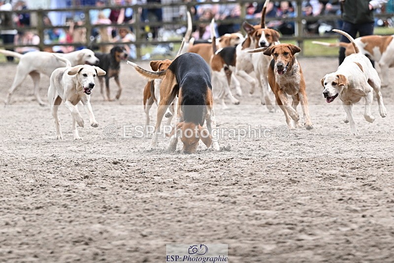 250524A-152329-12722 - East Devon Hounds