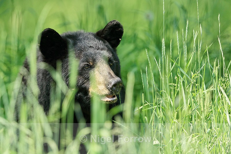 Black Bear in tall grass, Minnesota, USA - American Black Bear