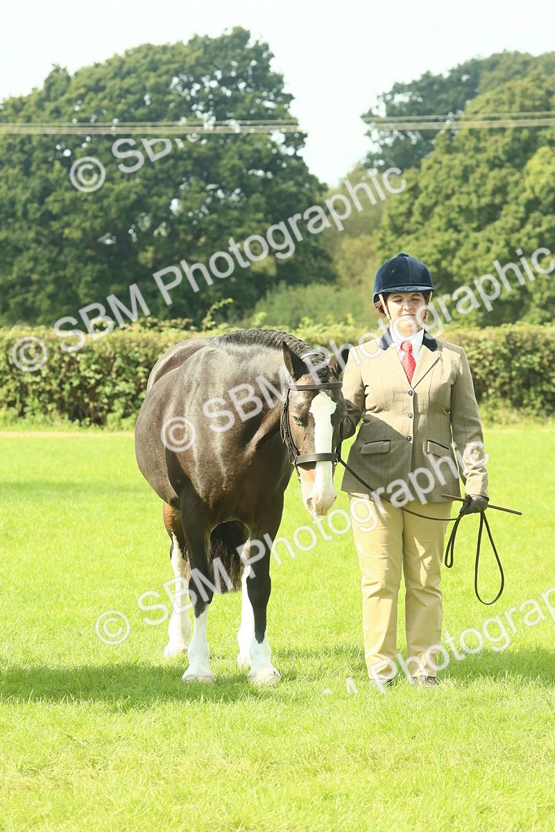 SBM_66409 - S34 - Rehabilitated Rescue Horse & Pony In Hand & Ridden
