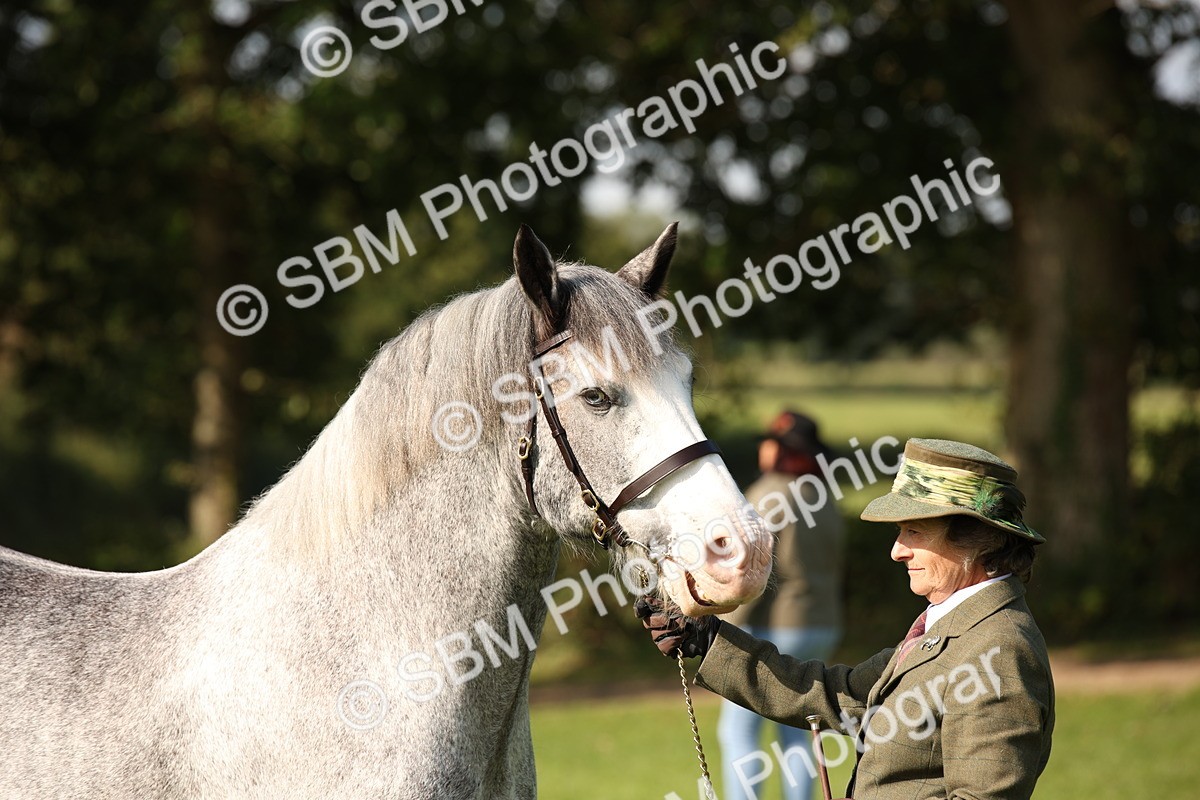 SBM_62246 - S55 - Traditional Cob In Hand