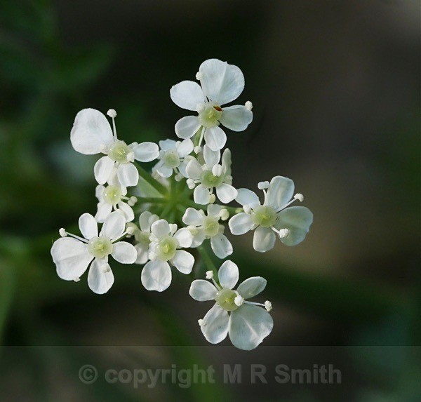 Wild White - MACRO & CLOSE UPS 2