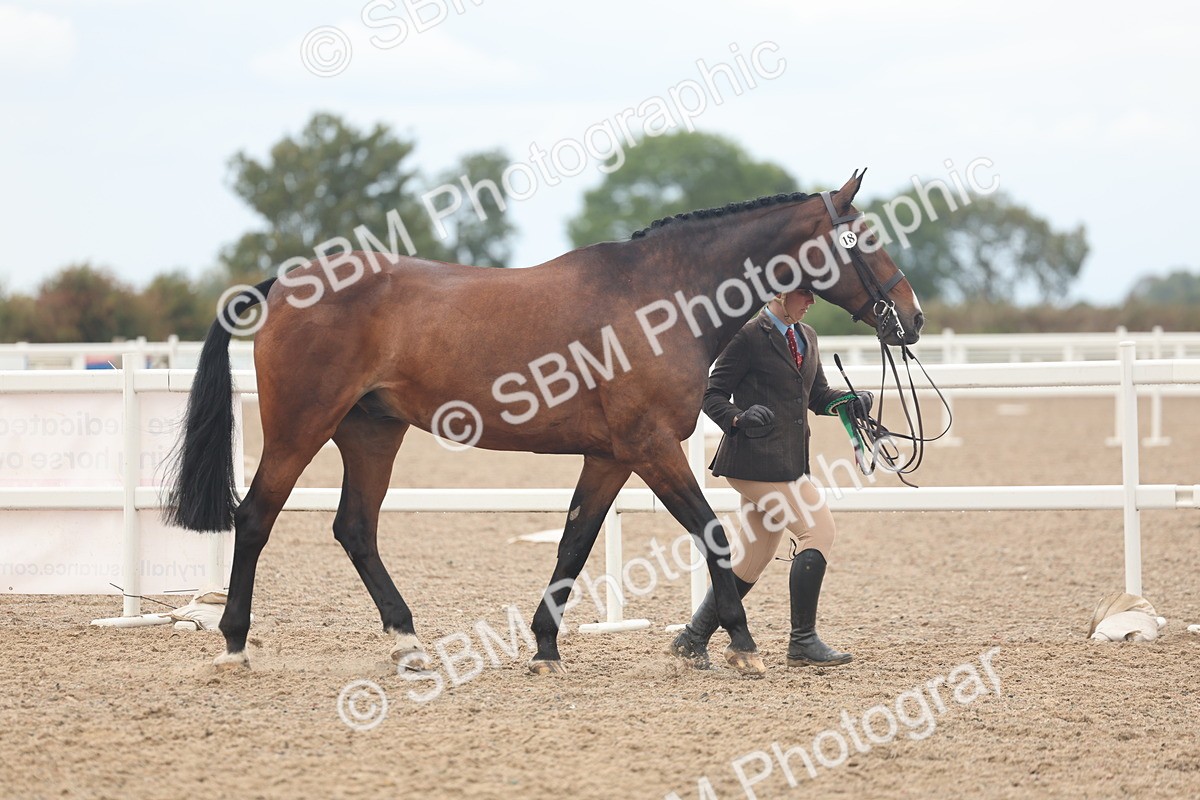 SBM_07966 - Class 28 - IH Veteran Horse