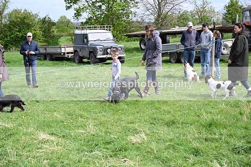 WJ6_8841 - Class 8 Best Working / Gun Dog or Bitch