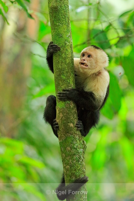 White-throated Capuchin, Manuel Antonio, Costa Rica - Monkey