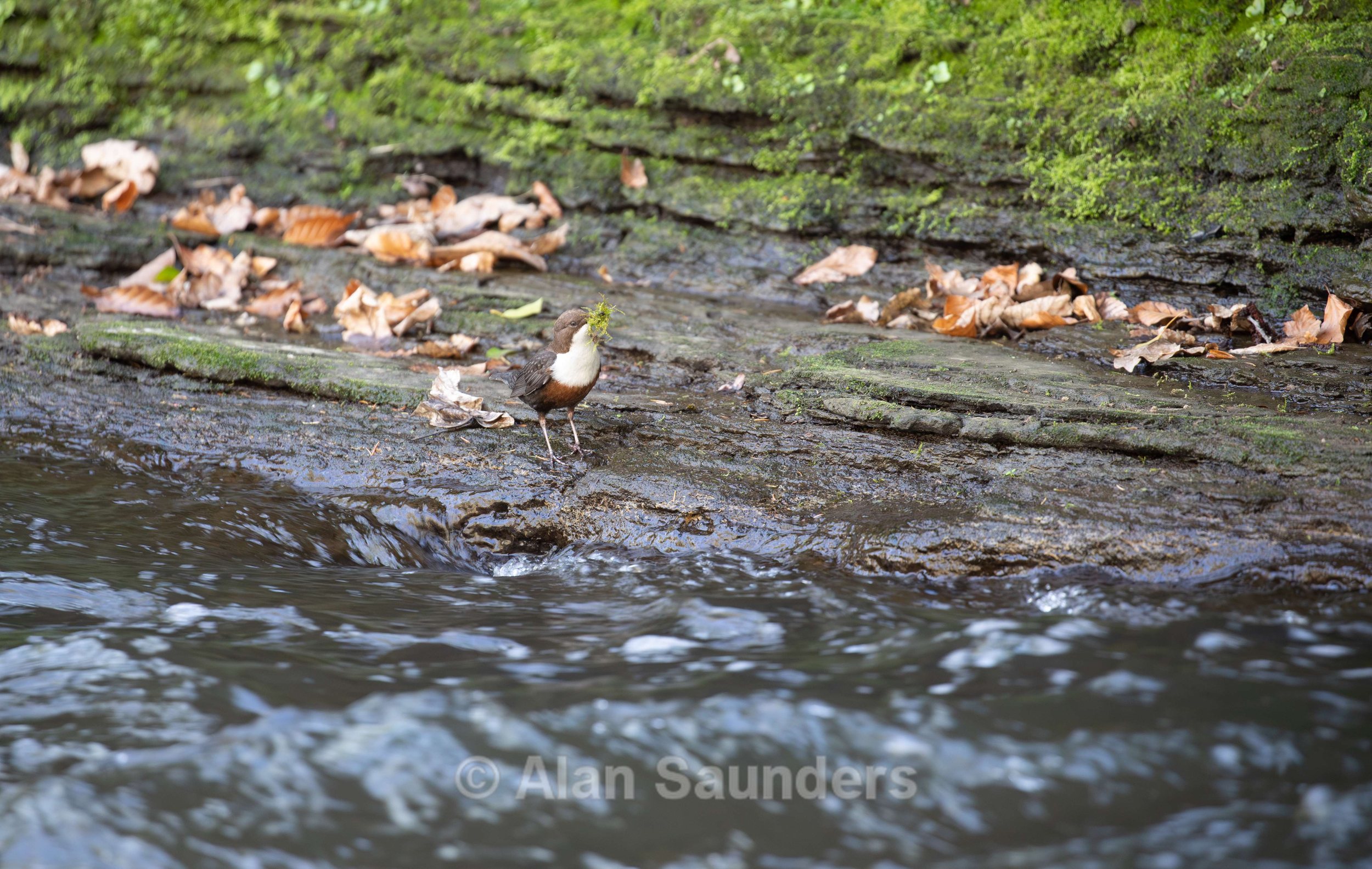 Dipper 8