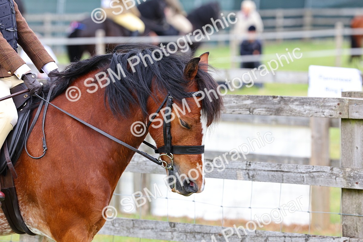 SBM_08440 - Class 42-43 - LIHS BSPS Heritage Working Sports Pony