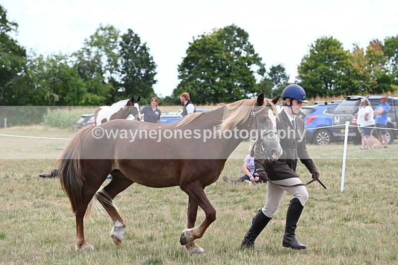 WJ6_6160 - Class 19 In-hand Veterans (Uploaded correct folder)