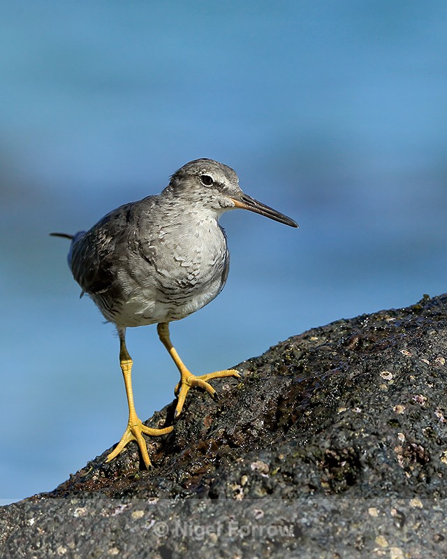 Wandering Tattler on a rock, Ke'e Beach, Kauai - Wandering Tattler