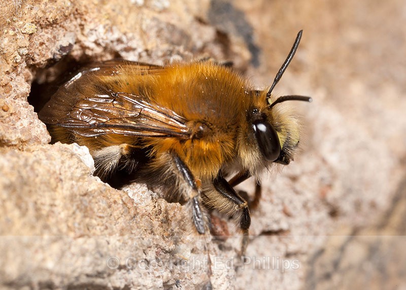 Anthophora  plumipes (m) - Anthophora plumipes