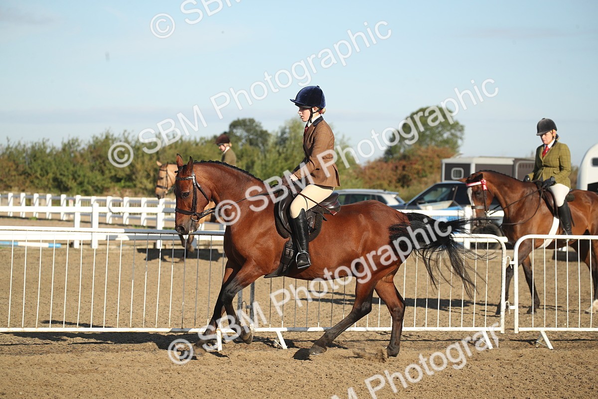 SBM_11543 - Class 502 - Riding Club Horse