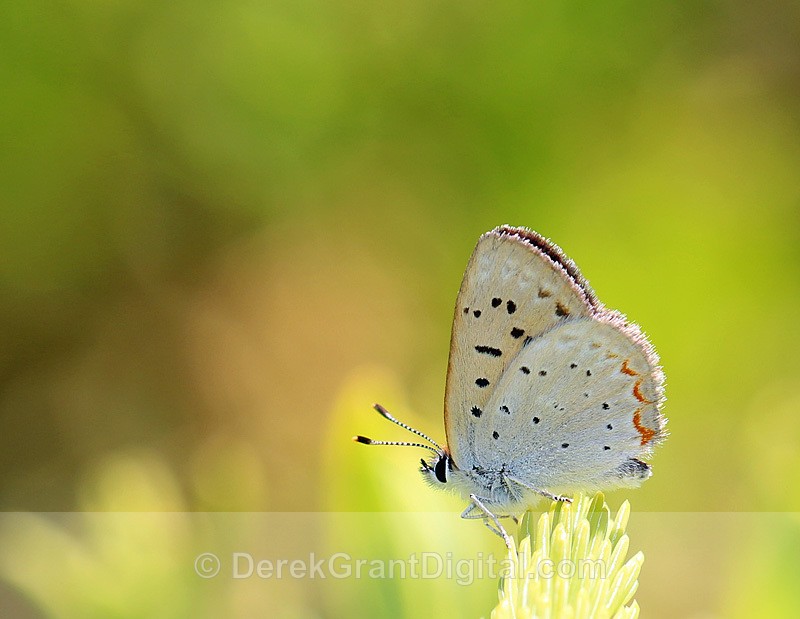 Lycaena epixanthe bog copper