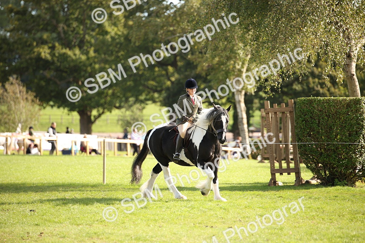 SBM_50138 - S26 - Young Veteran - Ridden