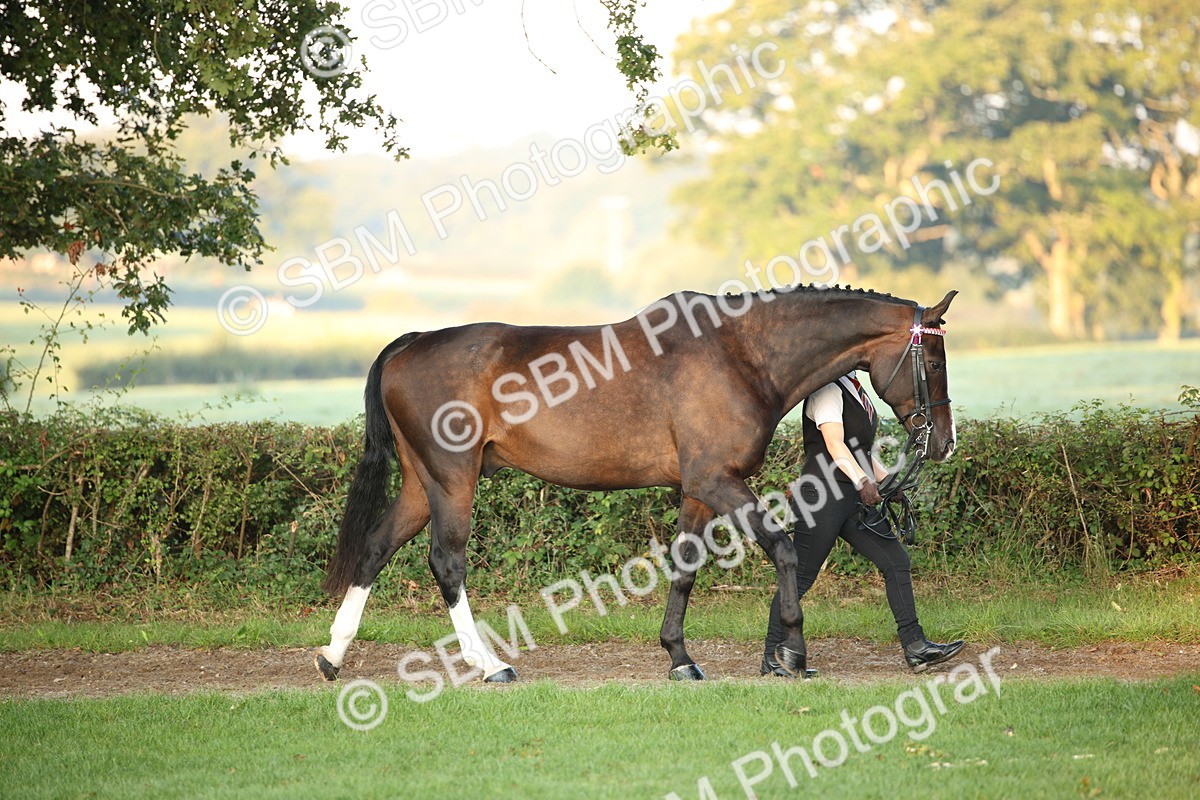 SBM_56797 - S49 - Riding Horse & Hack & Thoroughbred In Hand