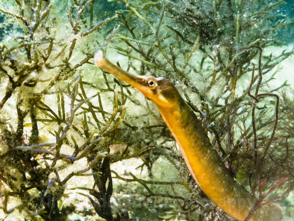 Pipefish - Cornish Marine Life