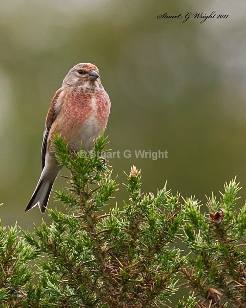 303 - All other Birds