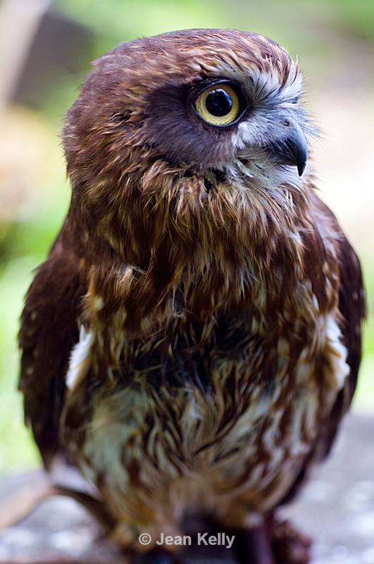 Little Owl - 4946 - Birds