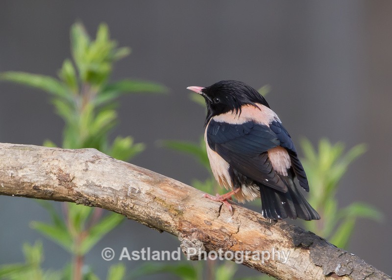Astland Photography, Bird and Wildlife Images, Susan and Peter Wilson, U.K.