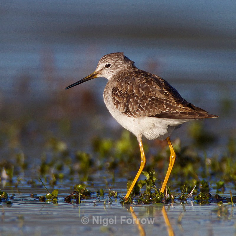 Lesser Yellowlegs (juvenile) on the Port Meadow floods - Lesser Yellowlegs