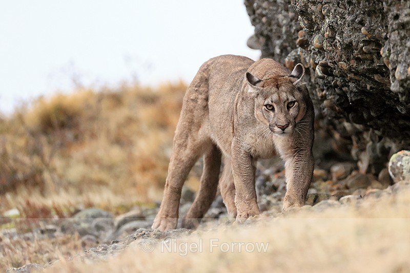 Puma Petaca with ears back, Torres del Paine, Chile - Puma