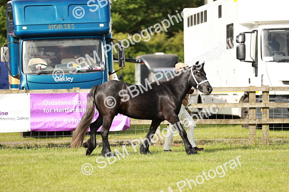 SBM_00677 - Class 14-23 - Mountain & Moorland In Hand Non Welsh