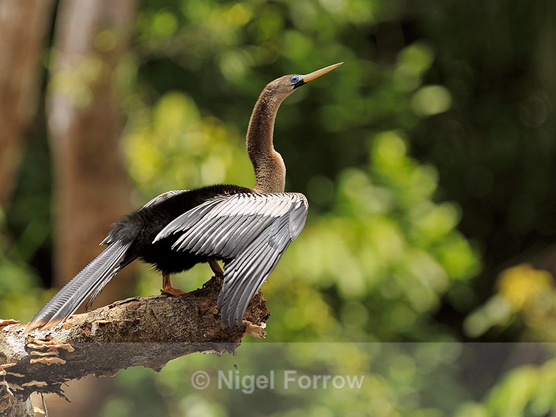 Anhinga (female) drying wings at Caño Negro - Anhinga