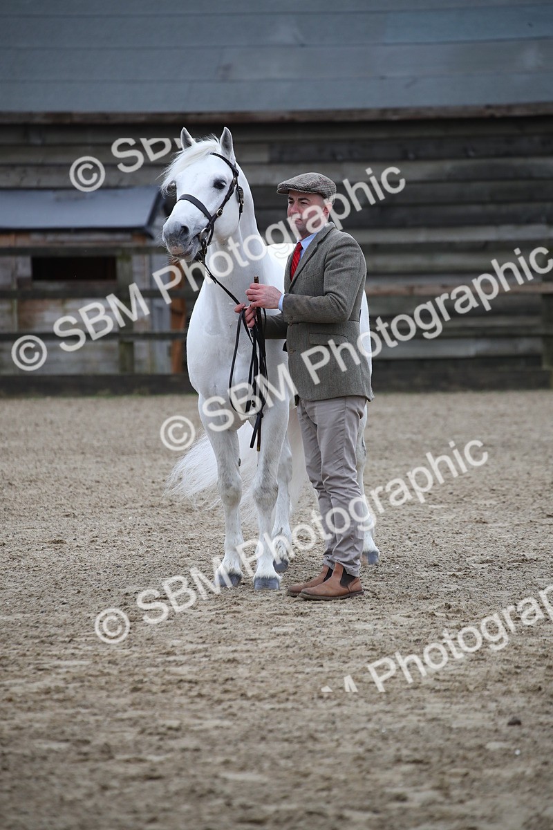SBM_004046 - Class 1-4 - Young Stock classes Inc. In Hand Championship
