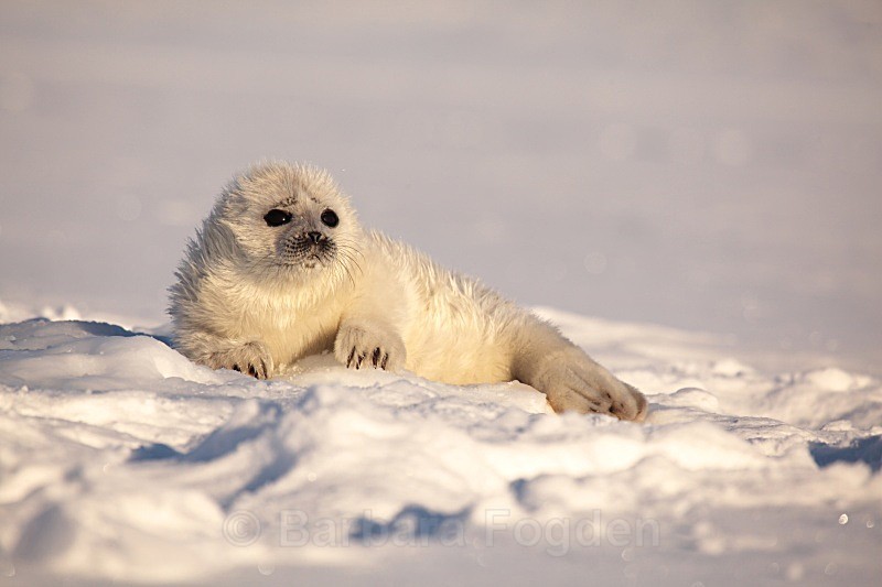 11 days old 1091 - First 6 weeks of a seal pup's life