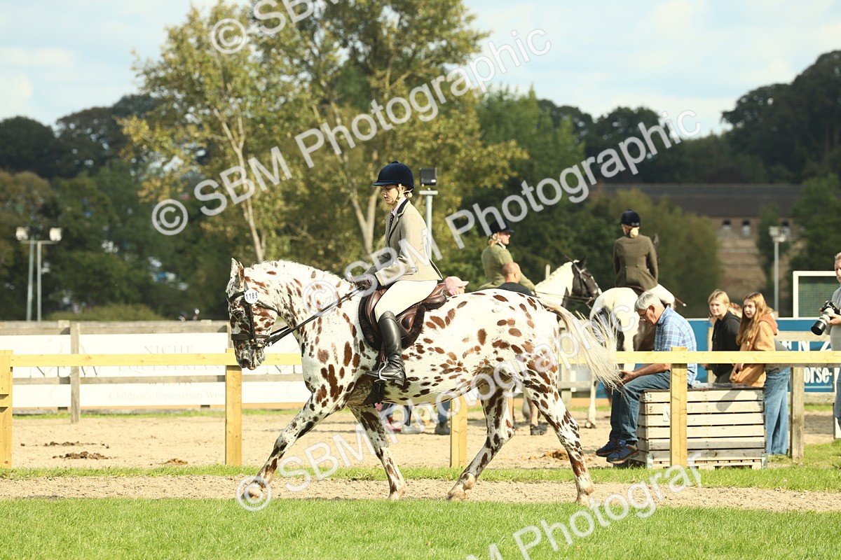 SBM_62485 - S62 - Foreign Breeds Ridden