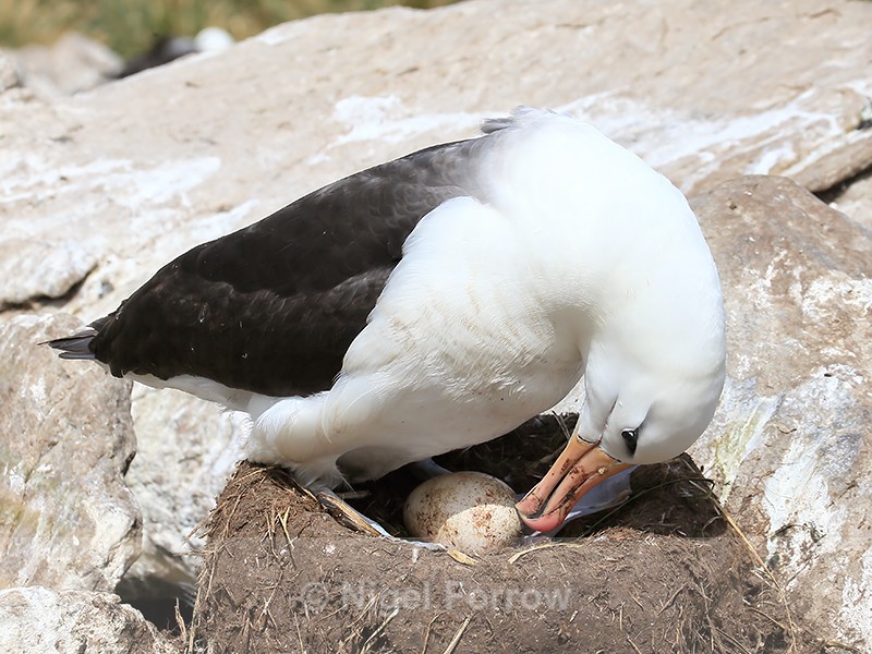 Black-browed Albatross checks egg, West Point Island, Falklands - Black-browed Albatross