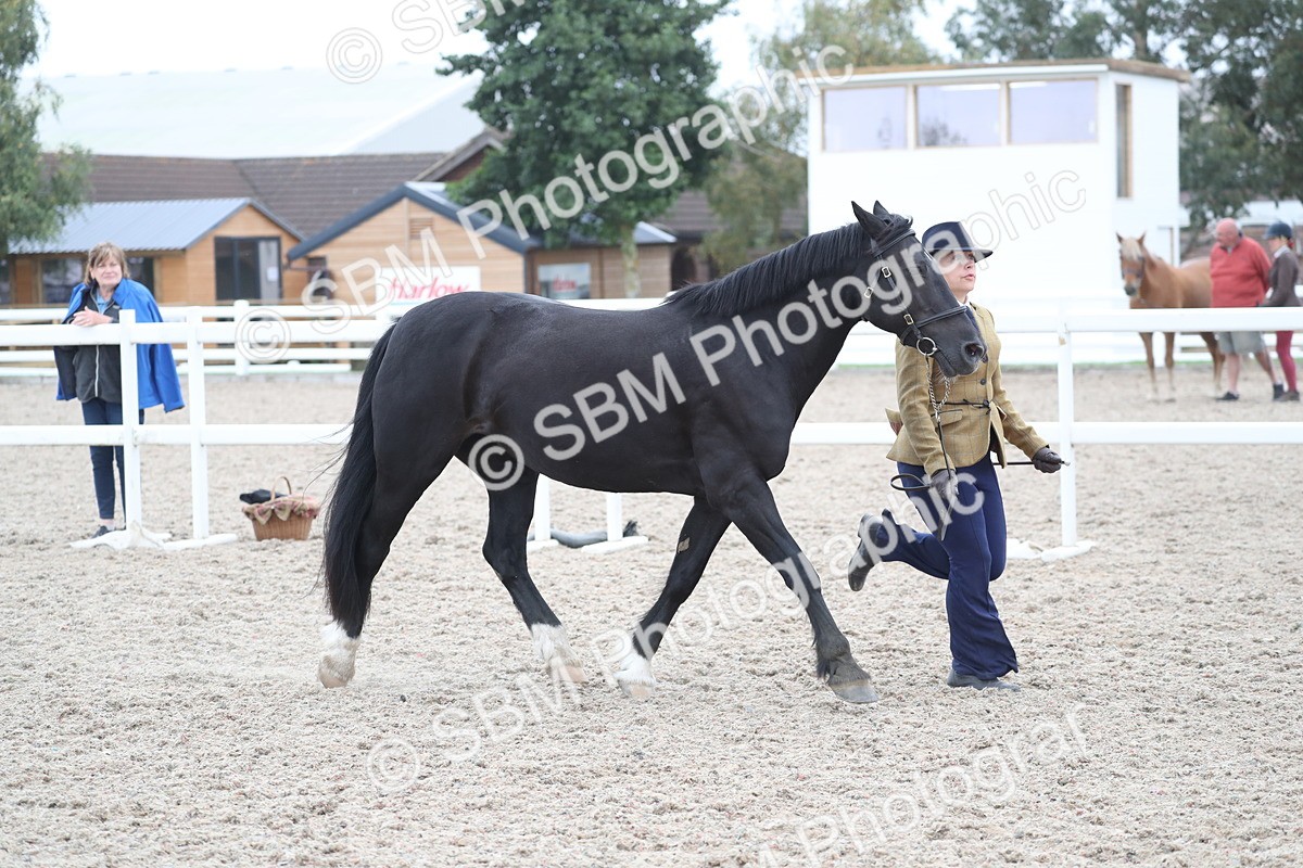 SBM_17964 - Class 317 IH Pure bred Horse/Pony